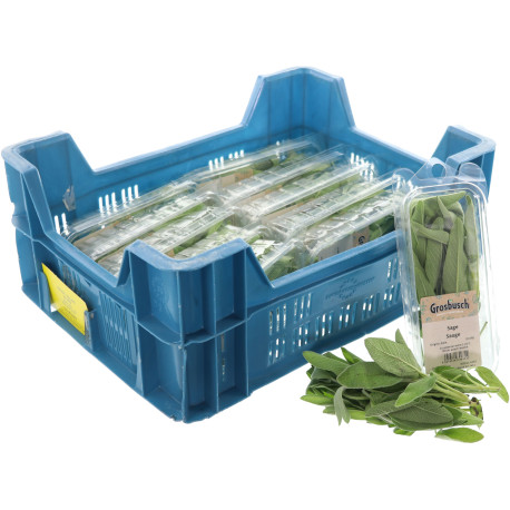 SAUGE GROSBUSCH 12X20G